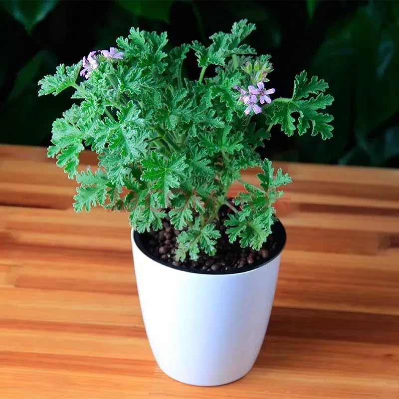 Wivolibe citronella setup on patio for container gardens.