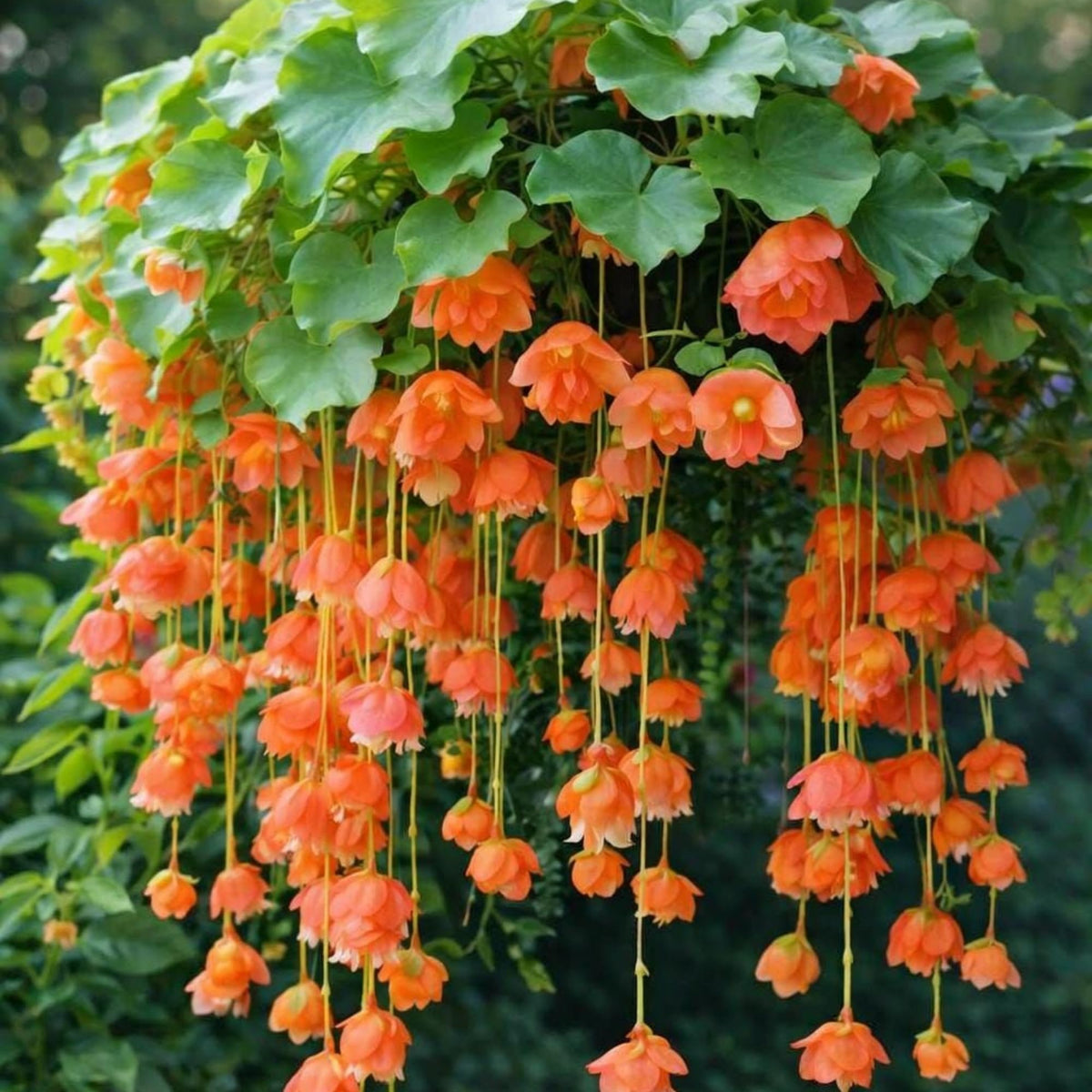 Wivolibe peach weeping begonia cascading blooms in a hanging display.