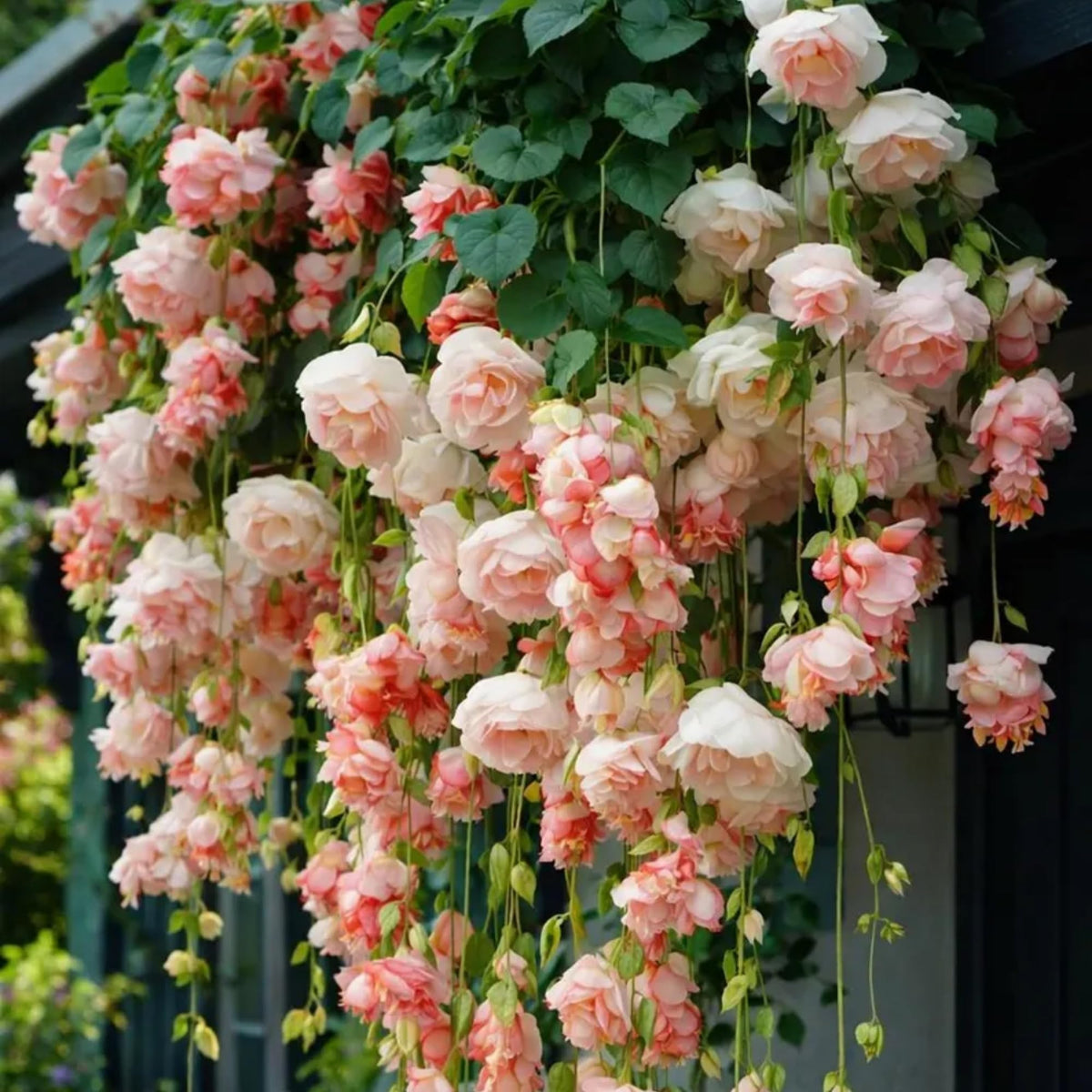 Wivolibe peach weeping begonia seeds care tips for healthy growth.