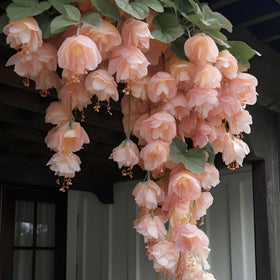 Wivolibe peach weeping begonia seeds in a hanging garden basket.