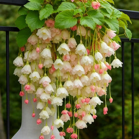 Wivolibe peach weeping begonia seeds for outdoor and indoor planting.