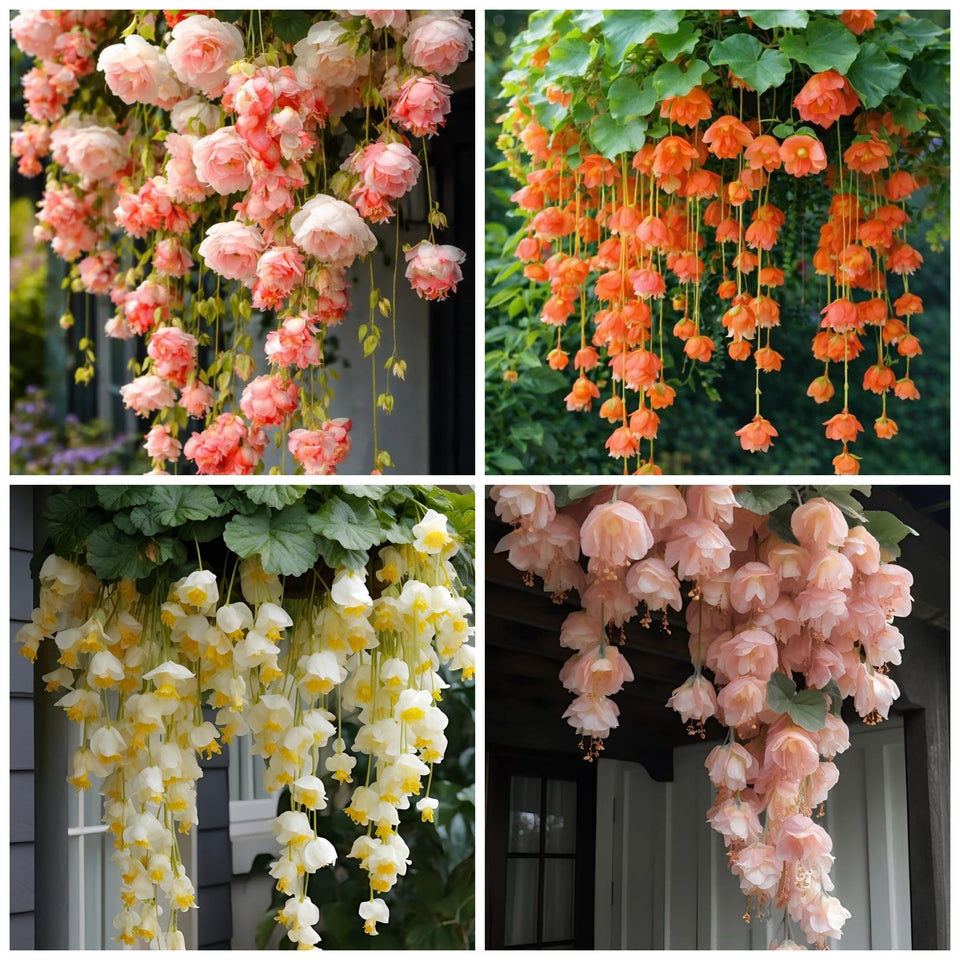 Wivolibe peach weeping begonia seeds pack ideal for cascading hanging baskets.