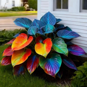 Wivolibe perennial hosta plants with lush, long-lasting foliage