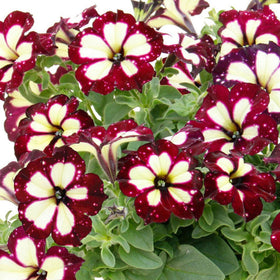 Wivolibe petunia seeds thriving in a sunny garden for vibrant color