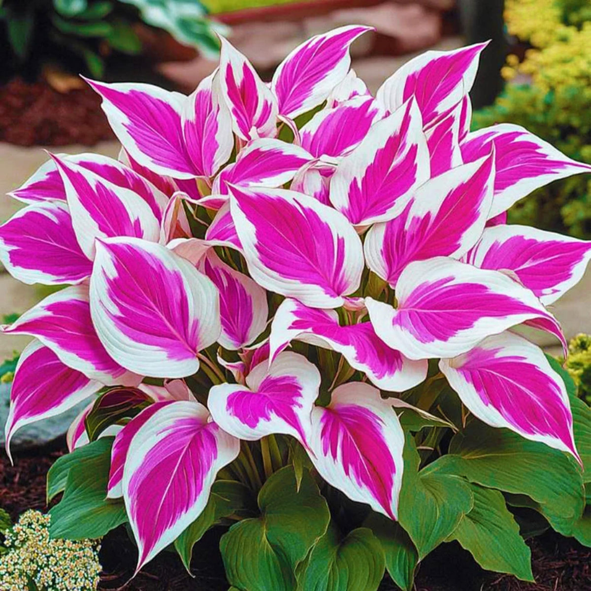 Wivolibe hosta seeds attract pollinators for vibrant borders