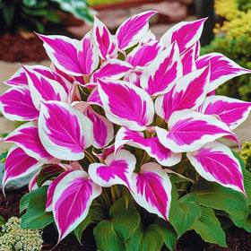 Wivolibe hosta seeds attract pollinators for vibrant borders