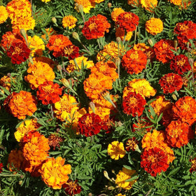 Wivolibe pollinator-friendly blooms invite butterflies and bees to your garden.