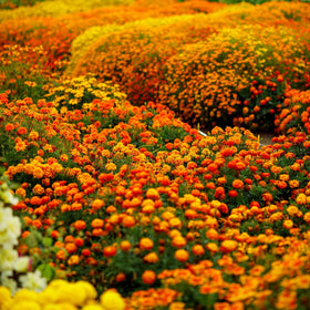 Wivolibe pollinator-friendly blooms attract butterflies and bees for a lively garden.