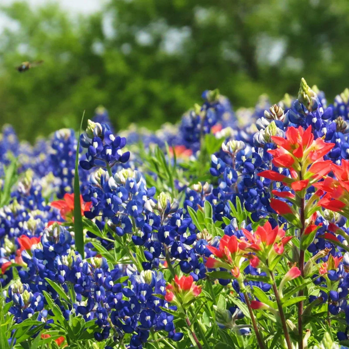Wivolibe pollinator-friendly seeds attracting bees and butterflies near borders