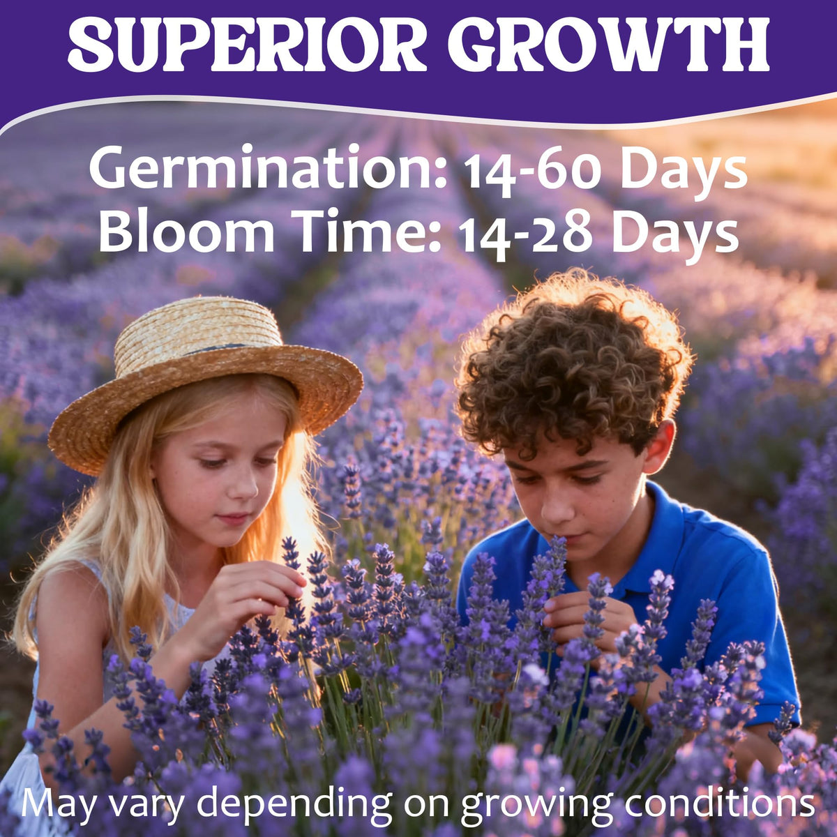 Wivolibe pollinator-friendly lavender garden with Munstead blossoms.