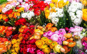 Wivolibe Ranunculus in container garden creates dramatic patio color in containers.