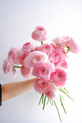 Wivolibe Ranunculus cut flowers offer long stems for fresh indoor bouquets.