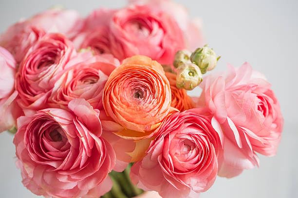 Wivolibe Ranunculus double buttercups close-up showcasing rose-like petals for elegant bouquets.