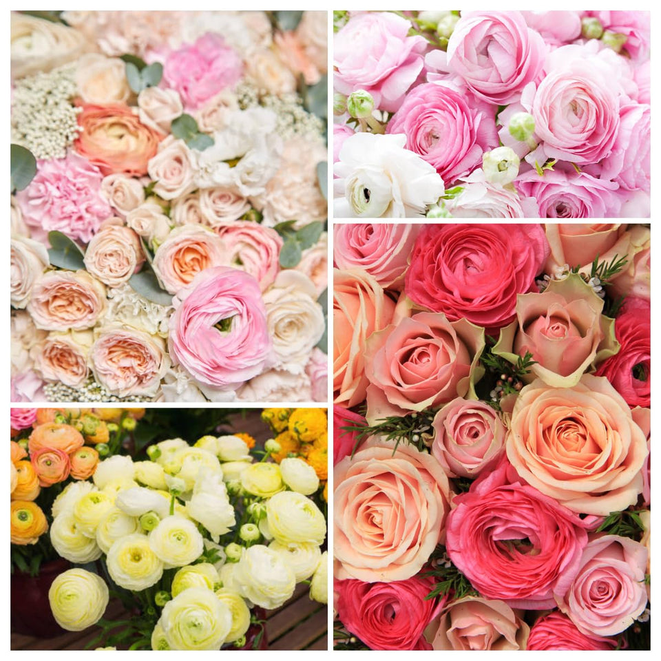 Wivolibe Ranunculus mixed color bulbs creating pastel-blend blooms for spring display.