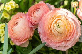 Wivolibe Ranunculus blooms attract pollinators like bees and butterflies.