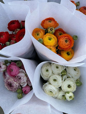 Wivolibe Ranunculus bulbs deliver rewarding blooms with minimal care.