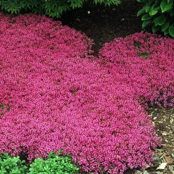 Wivolibe red creeping thyme bloom showcasing magenta hues for vibrant accents.