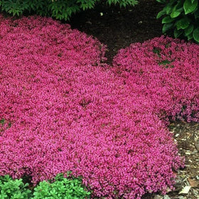 Wivolibe red creeping thyme bloom showcasing magenta hues for vibrant accents.
