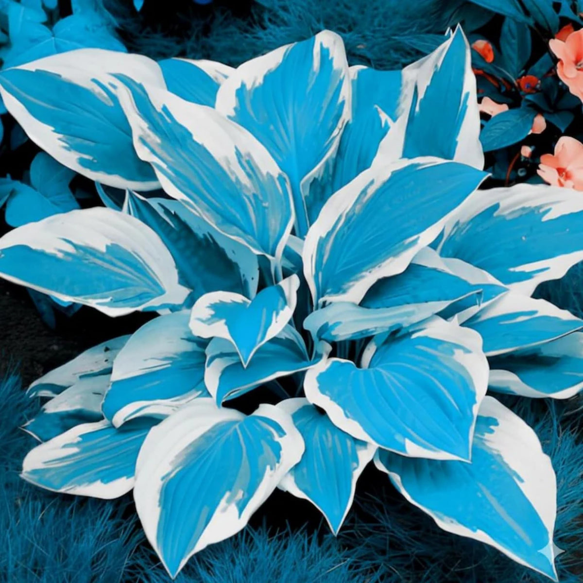 Wivolibe hosta seeds with rich foliage suitable for seasonal color