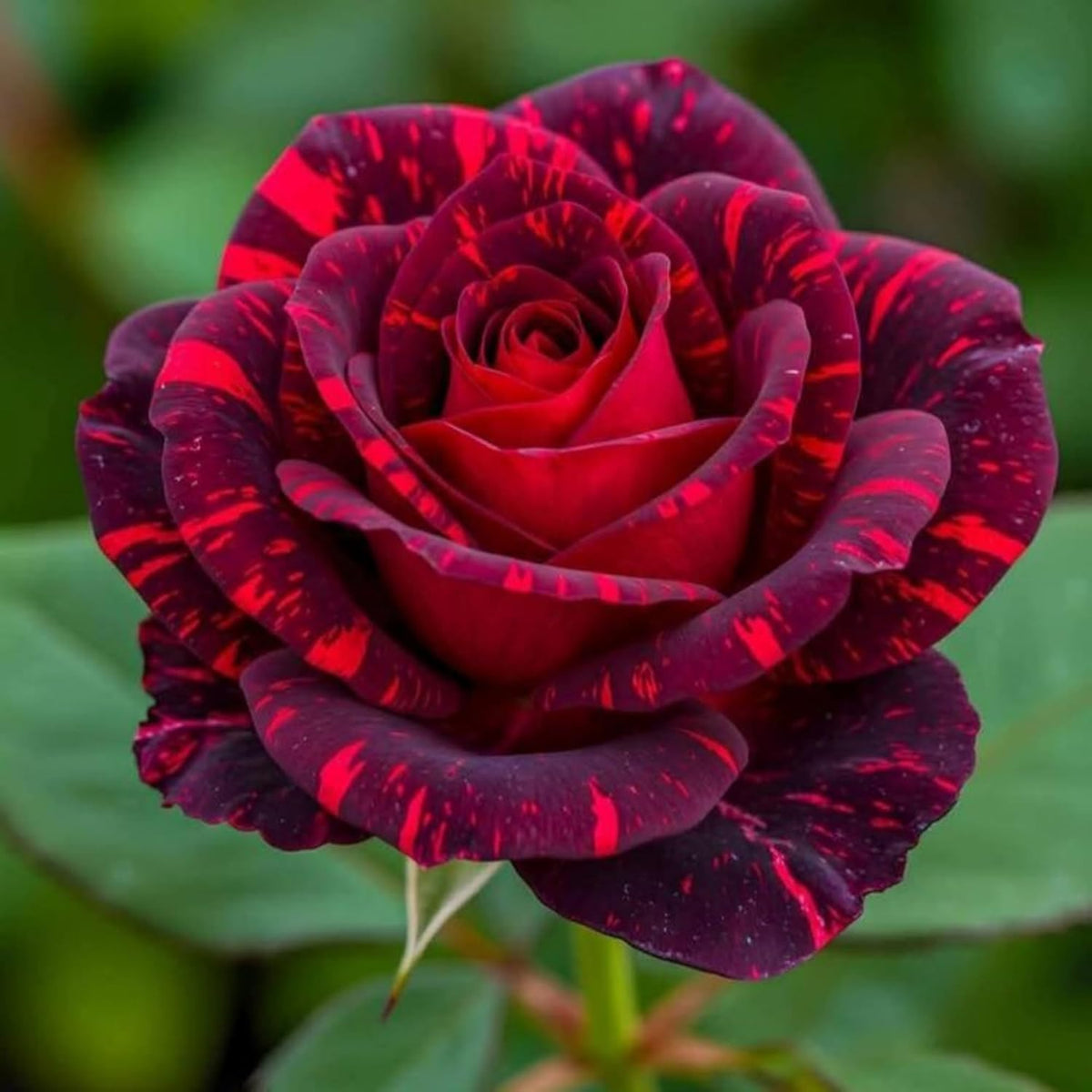 Wivolibe rose plants in bloom border add color and fragrance