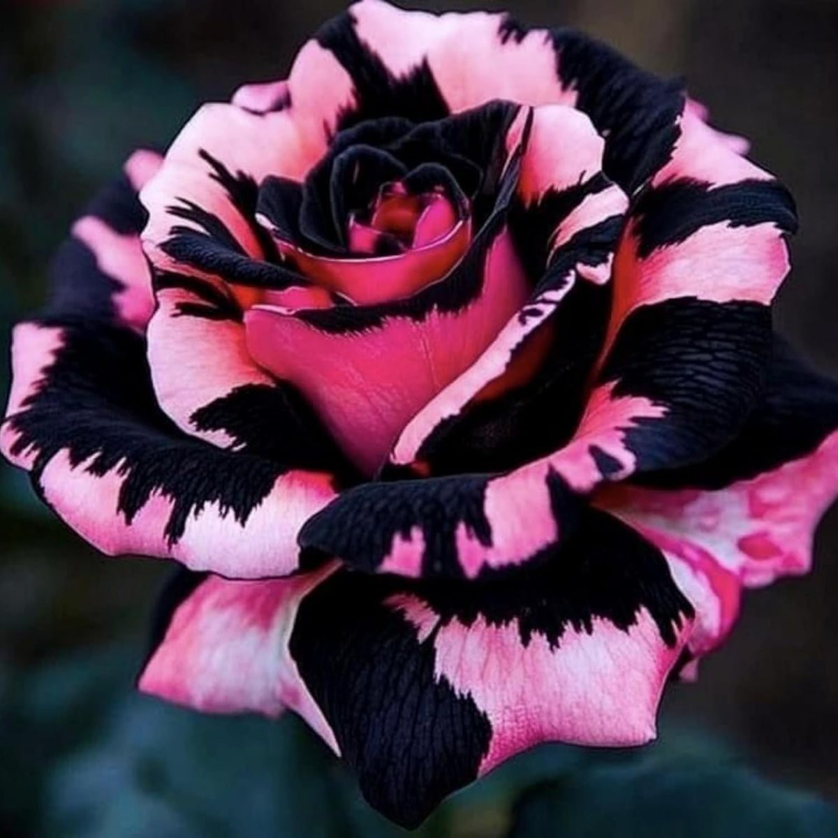 Wivolibe rose seeds for garden borders create lush, fragrant edges