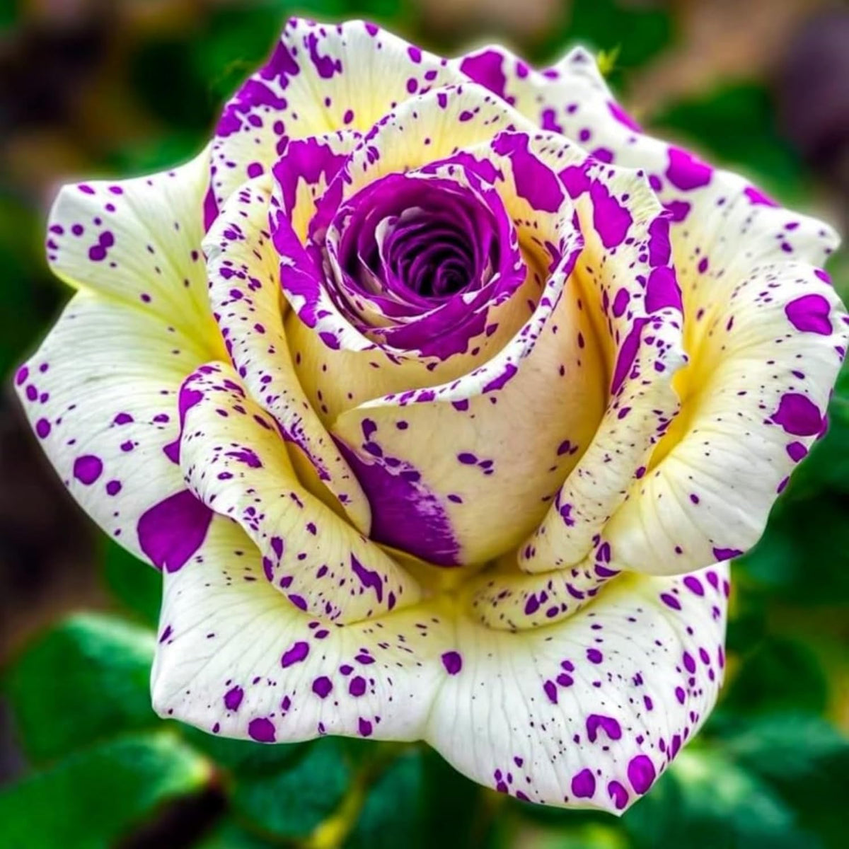 Wivolibe rose seeds seedling care emphasizes bright light for robust roots