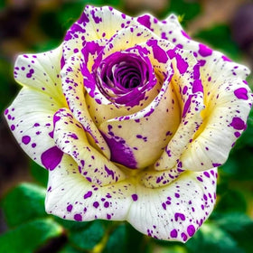 Wivolibe rose seeds seedling care emphasizes bright light for robust roots
