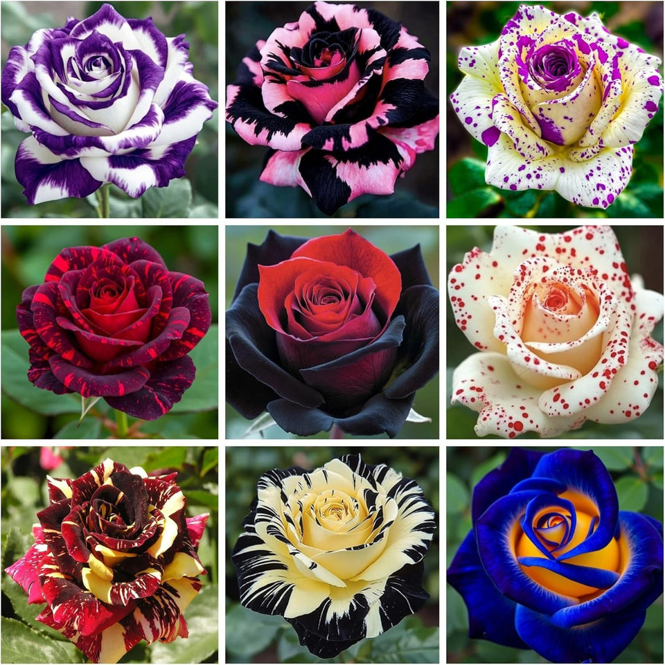 Wivolibe rose seeds mixed pack colors create a vibrant garden display