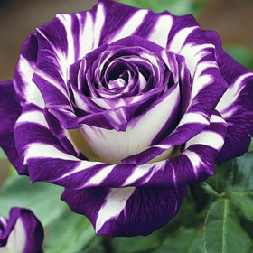 Wivolibe rose seeds sowing guide demonstrates soaking to boost germination