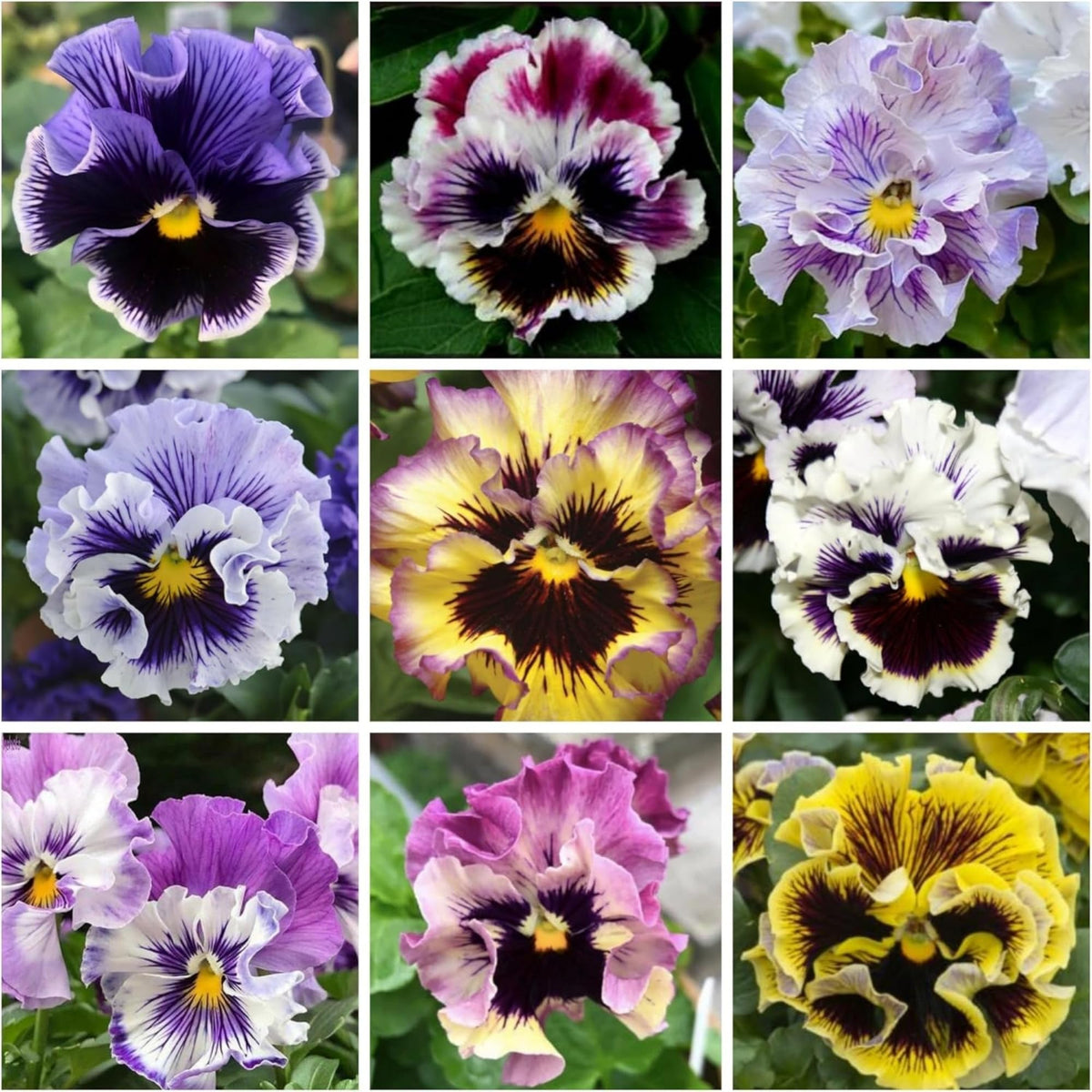 Wivolibe ruffle pansy seeds in pastel colors for containers.