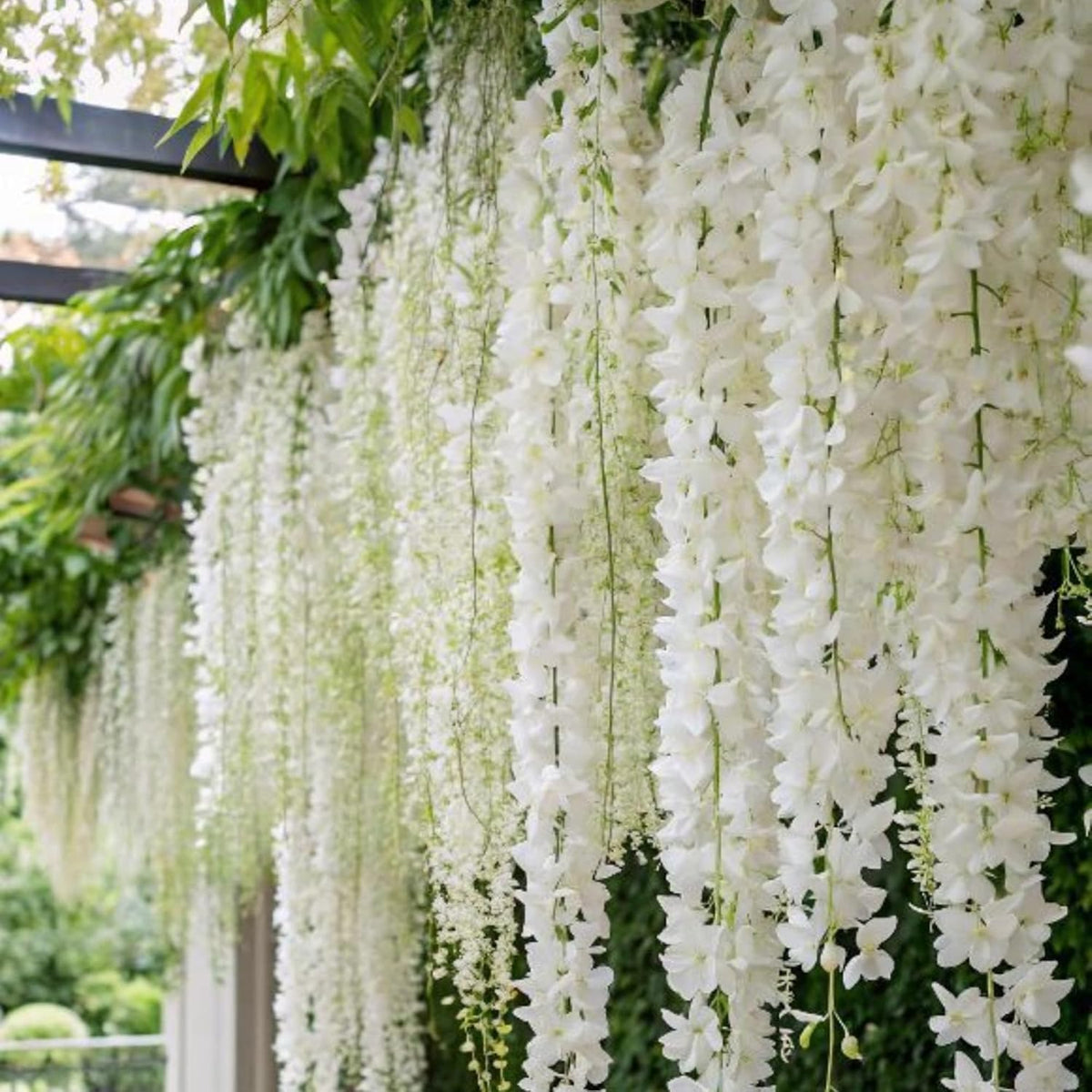 Wivolibe seeds soaking process to improve germination for jasmine vines