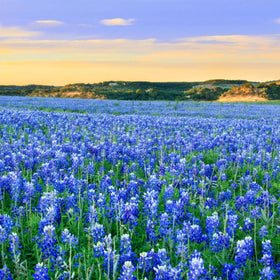 Wivolibe self-sowing annual seeds create lasting color with minimal effort