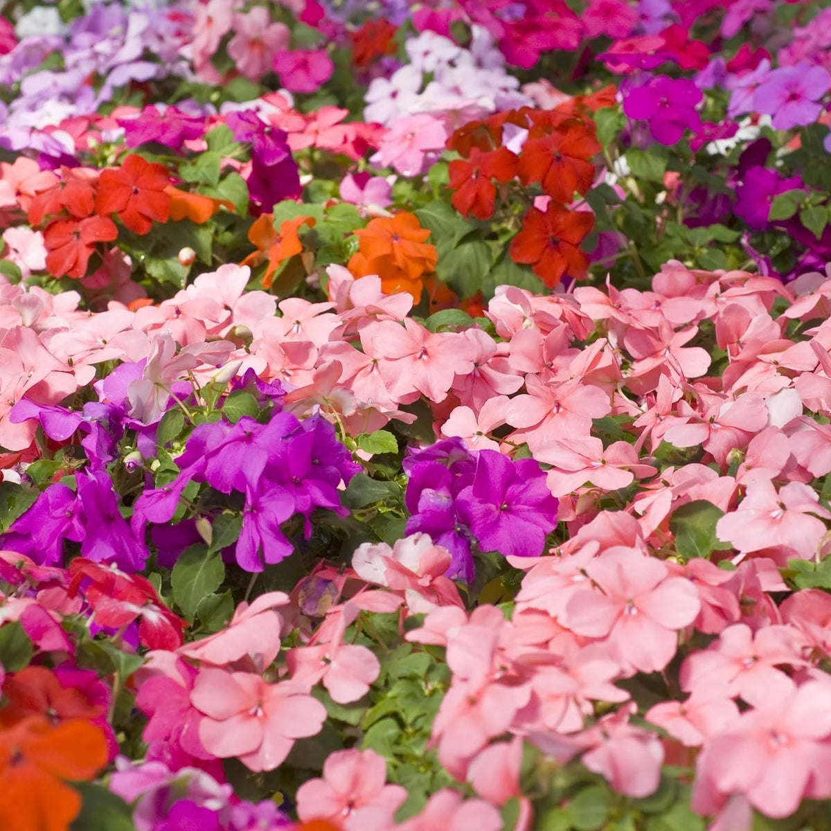 Wivolibe shade-friendly planting scene suitable for beds and containers.