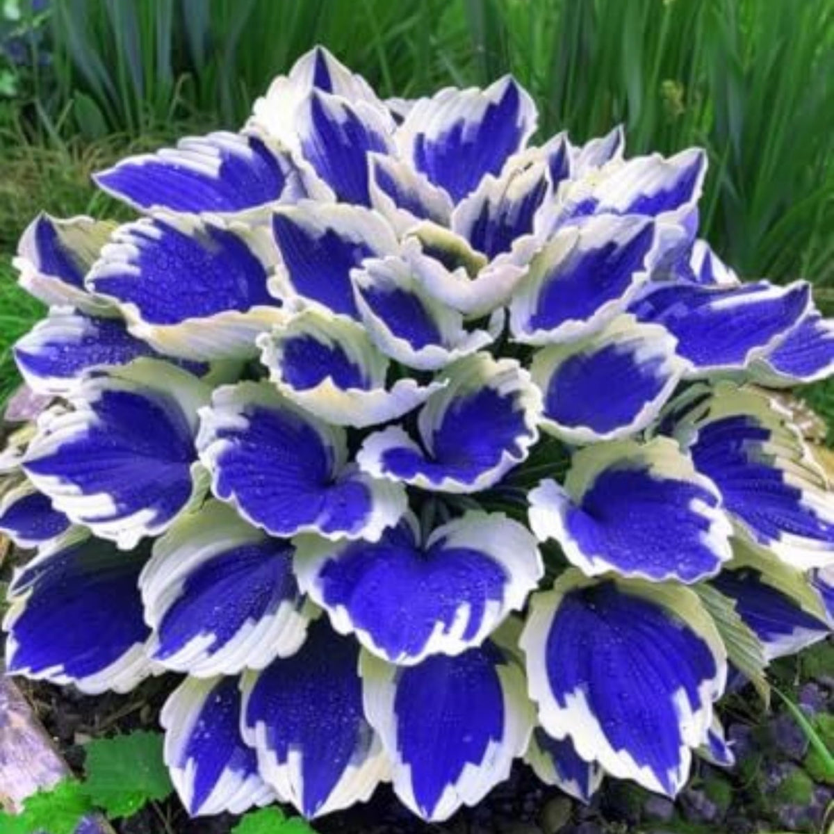 Wivolibe shade-loving hosta beds offer easy-care space fillers