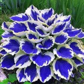 Wivolibe shade-loving hosta beds offer easy-care space fillers