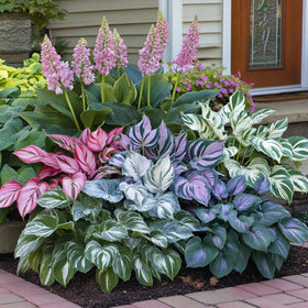 Wivolibe shade-loving hosta seeds perform well in low light areas