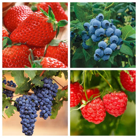 Wivolibe strawberry seeds pack for home garden planting and fresh fruit