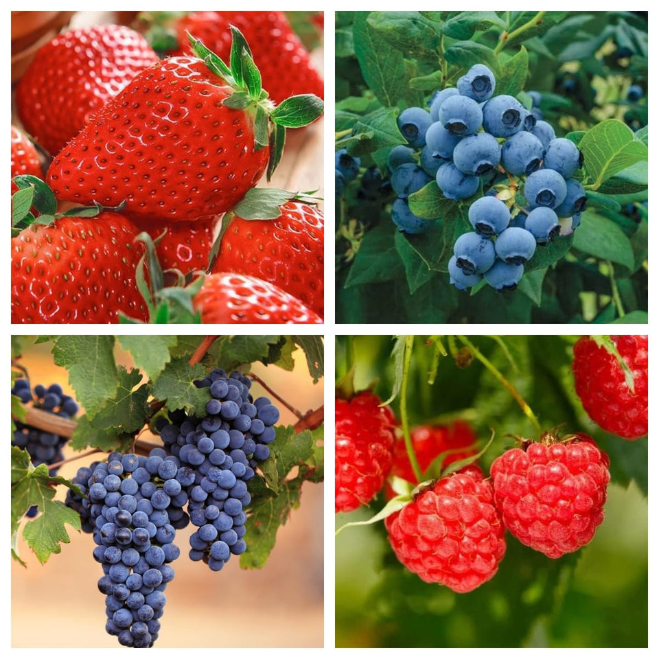 Wivolibe strawberry seeds pack for home garden planting and fresh fruit