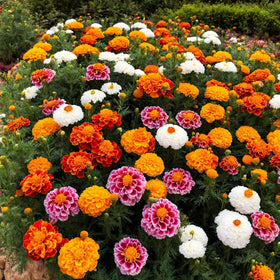 Wivolibe sun-loving marigolds thrive in full sun and fertile soil.