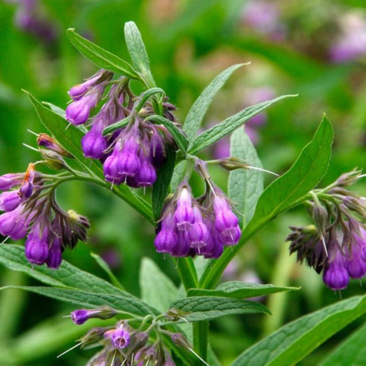 Wivolibe Symphytum Officinale supporting compost enrichment