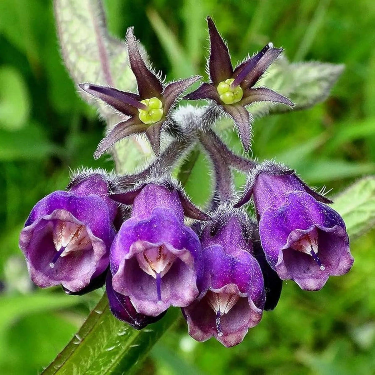 Wivolibe Symphytum Officinale in garden bed shading soil