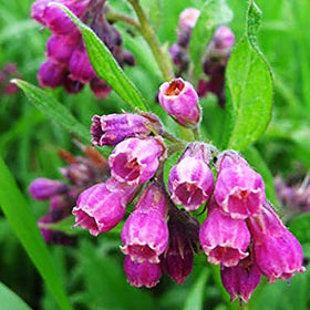 Wivolibe Symphytum Officinale mature plant taller in garden