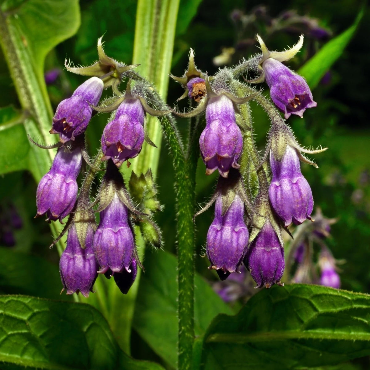 Wivolibe Symphytum Officinale seeds germinating for soil health