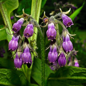 Wivolibe Symphytum Officinale seeds germinating for soil health
