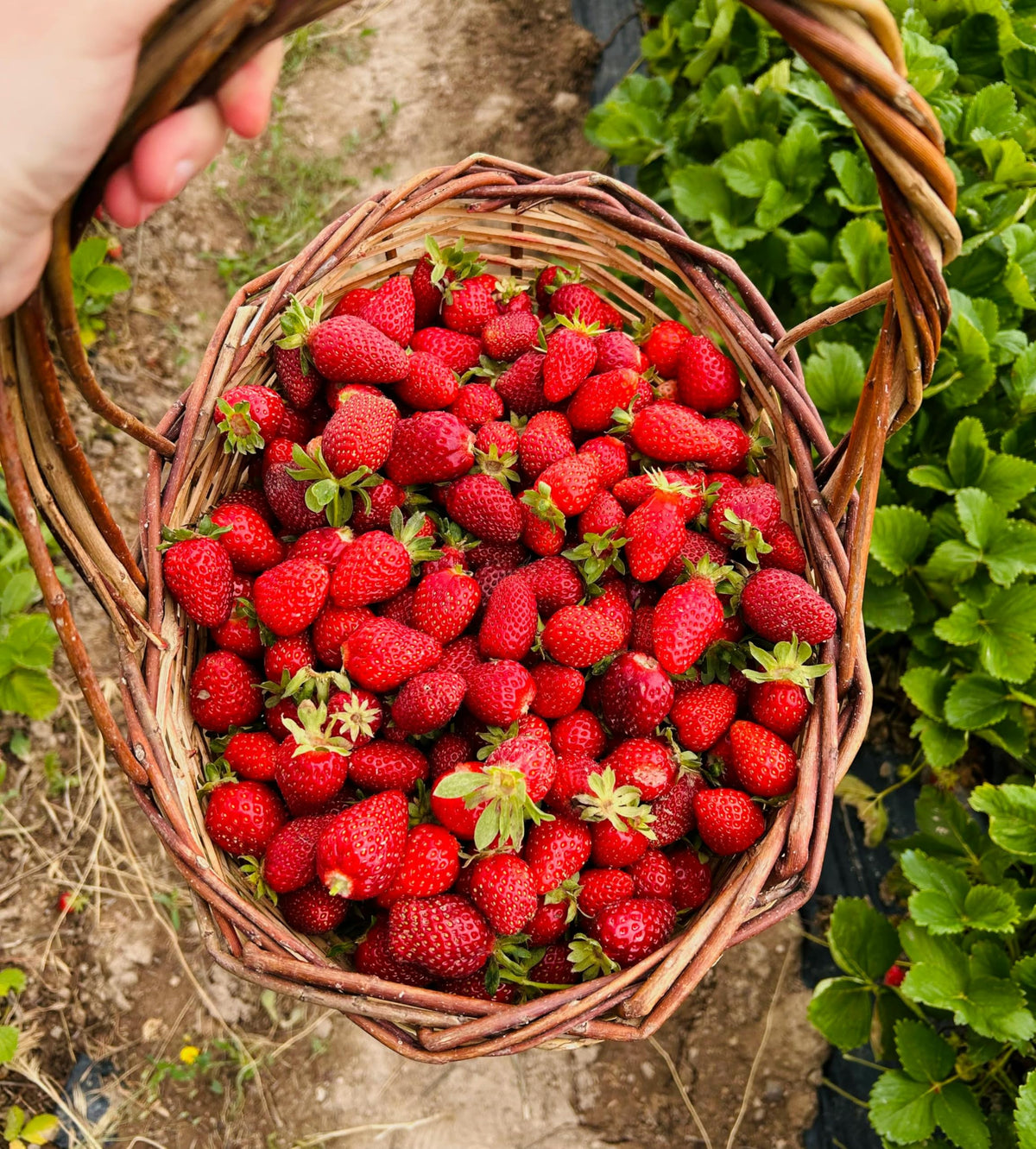 Wivolibe Tender, juicy flesh for melt-in-your-mouth fresh strawberries
