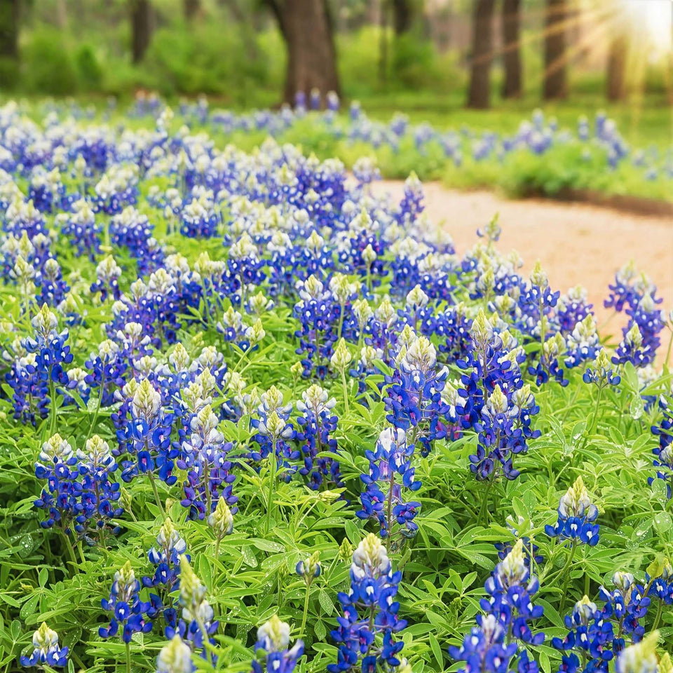 Wivolibe Texas bluebonnet seeds pack ready for planting and vibrant spring color