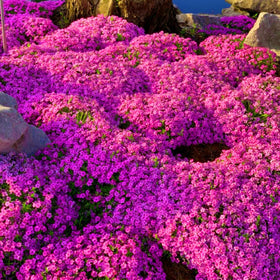 Wivolibe thyme germination: careful sowing yields steady establishment in warm soil.
