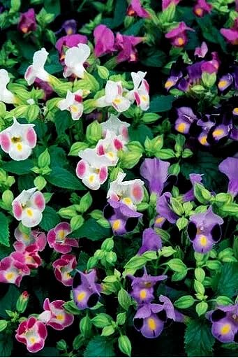 Wivolibe Torenia seed packet with 300+ non-GMO heirloom seeds for shade color.