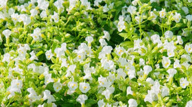 Wivolibe Torenia seeds thriving in containers.