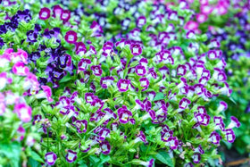 Torenia colors in a hanging basket display.